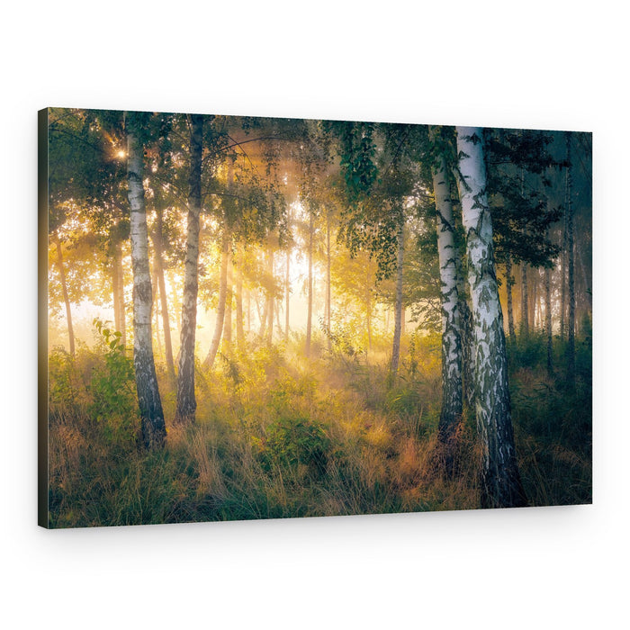 Golden Birch Forest – Canvas Print