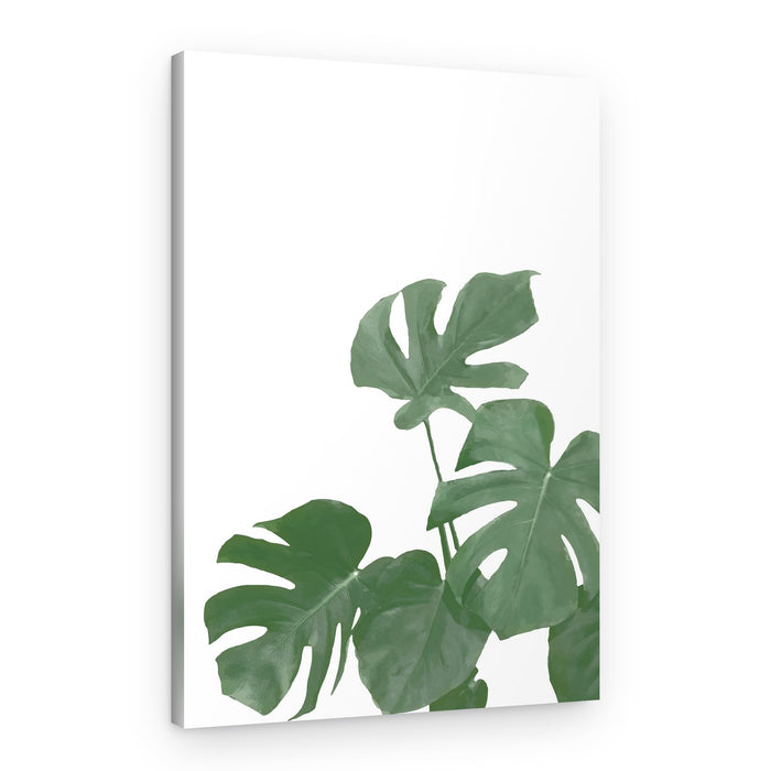 Fresh Green Monstera Leaves – Canvas Print