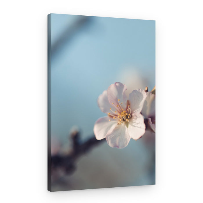 Soft Pink Blossom – Canvas Print