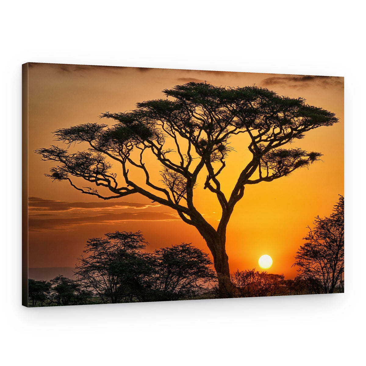Golden Savanna Sunset – Canvas Print