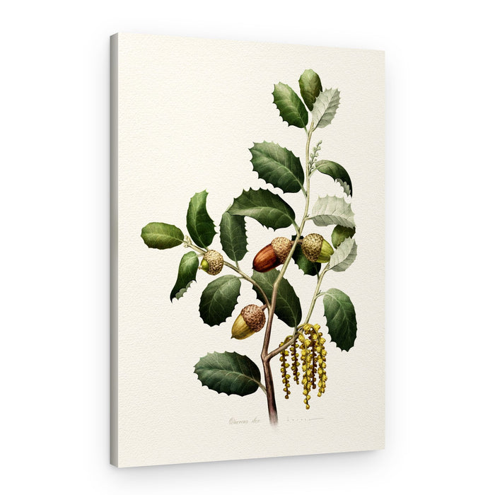 Oak Acorns Botanical – Canvas Print