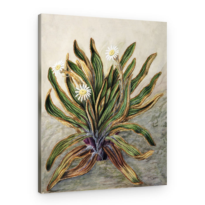Mountain Daisy Drawn By Sarah Featon (1848–1927) – Canvas Print