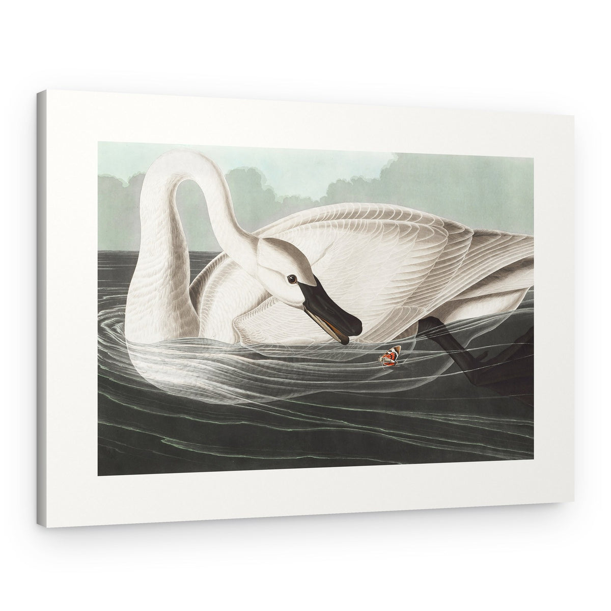 Trumpeter Swan From Birds of America (1827) – Canvas Print