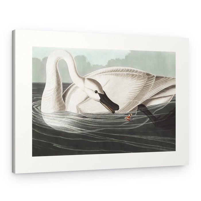 Trumpeter Swan From Birds of America (1827) – Canvas Print