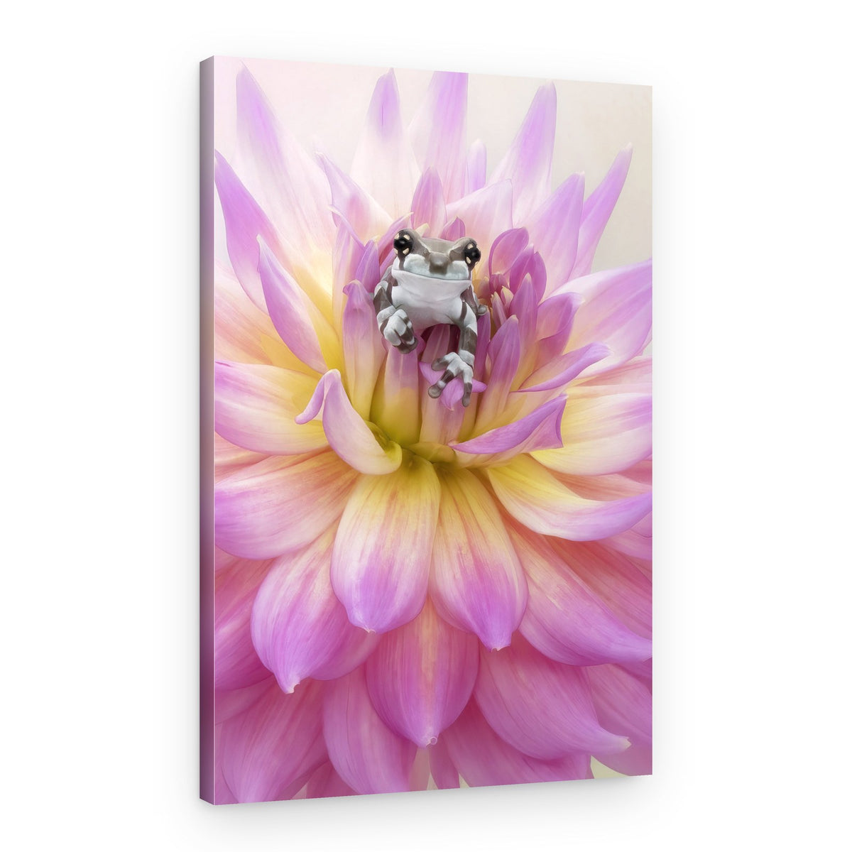 Sweet Frog on Dahlia – Canvas Print