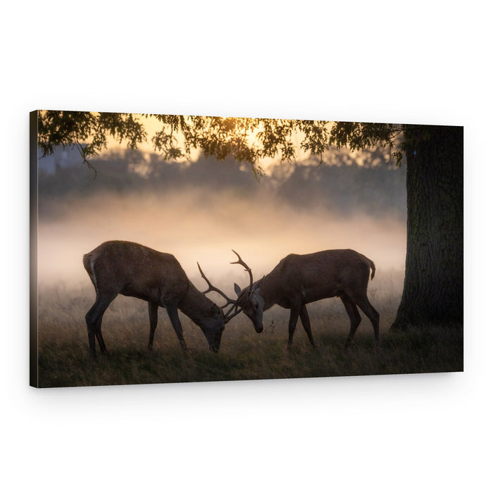 Stags Sparring Golden Mist – Canvas Print