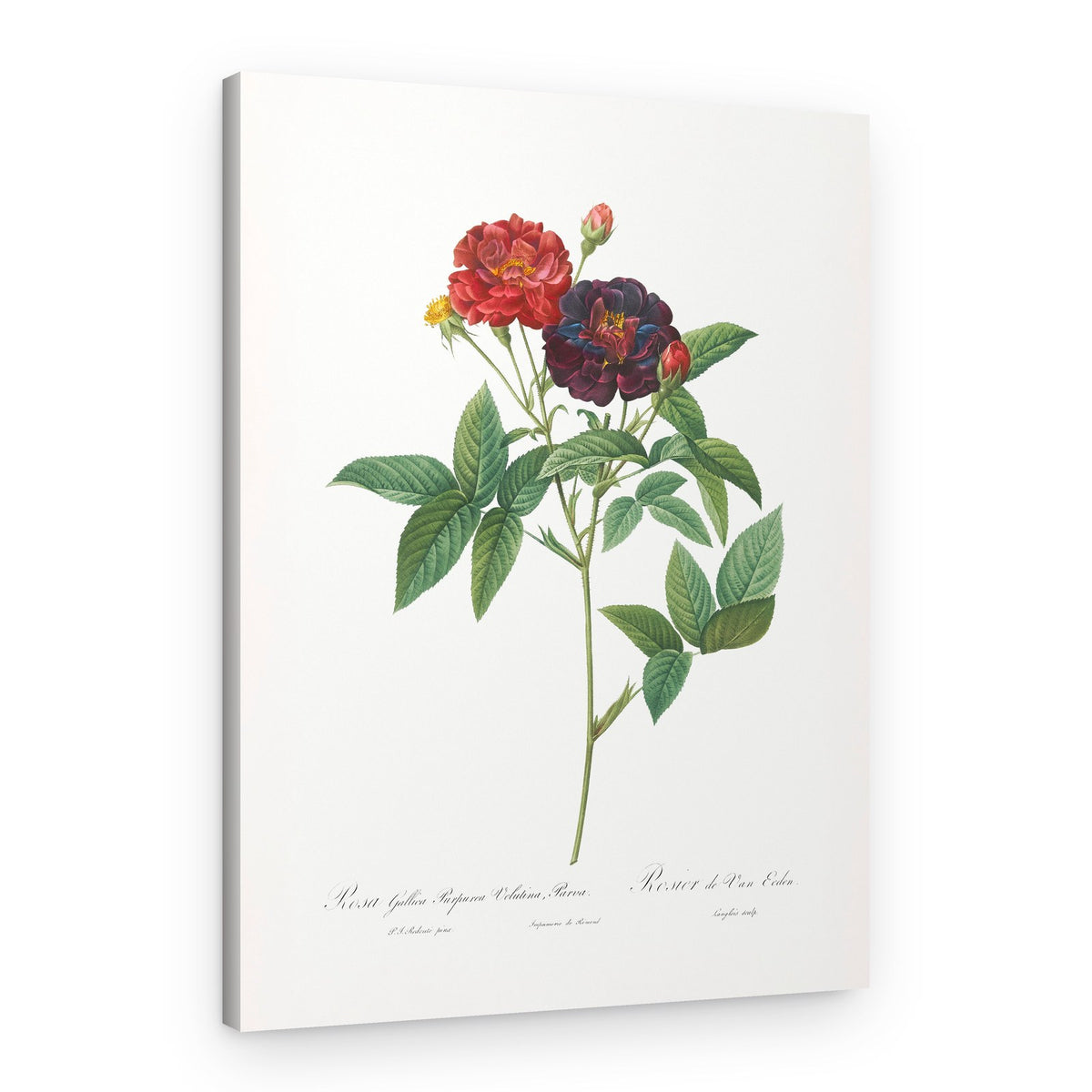 Rose of Van Eeden, Les Roses (1817–1824) – Canvas Print