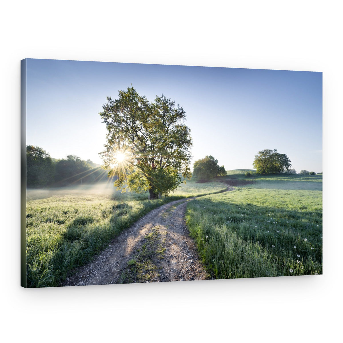 Spring Path – Canvas Print