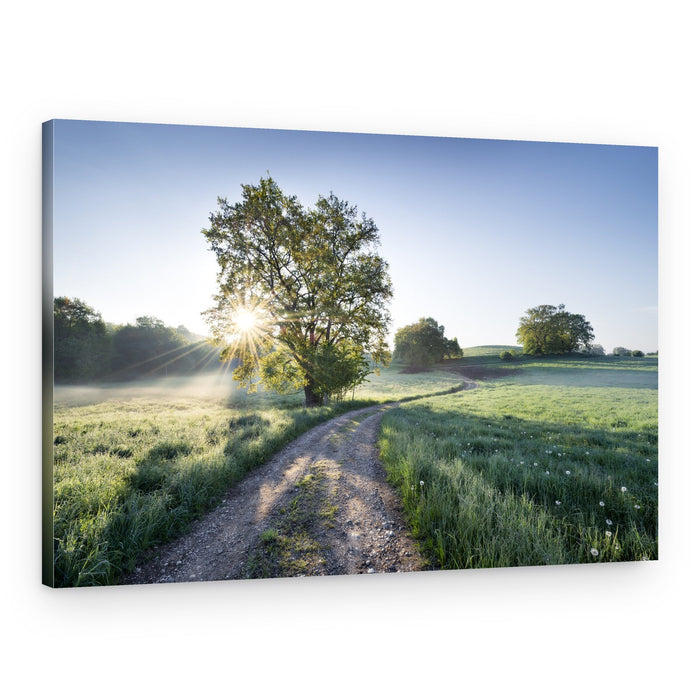 Spring Path – Canvas Print