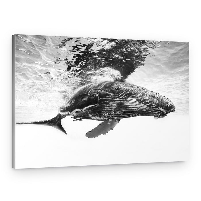 Majestic Humpback Whale – Canvas Print