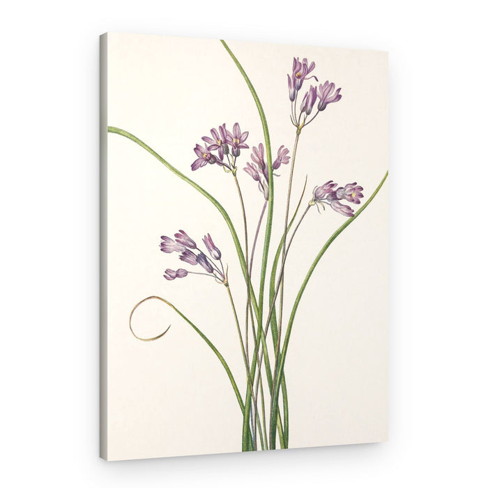 Wild Hyacinth From North American Wildflowers (1925) By Mary Vaux Walcott – Canvas Print