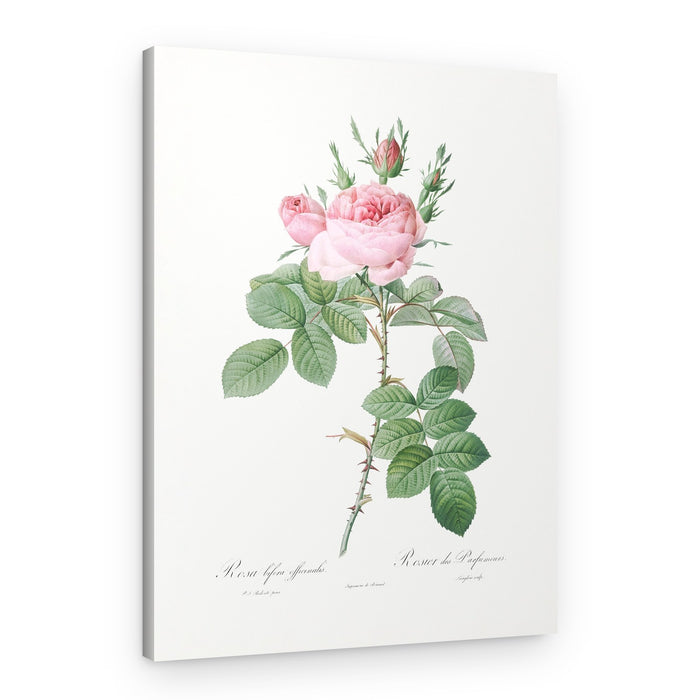 Rosa Bifera Officinalis,les Roses (1817–1824) – Canvas Print