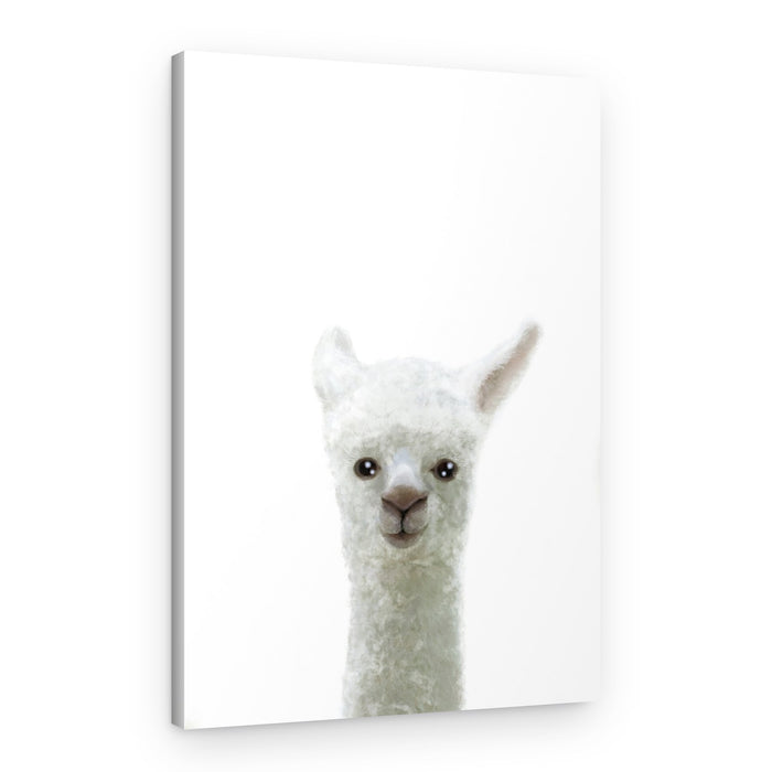 Sweet Baby Alpaca – Canvas Print