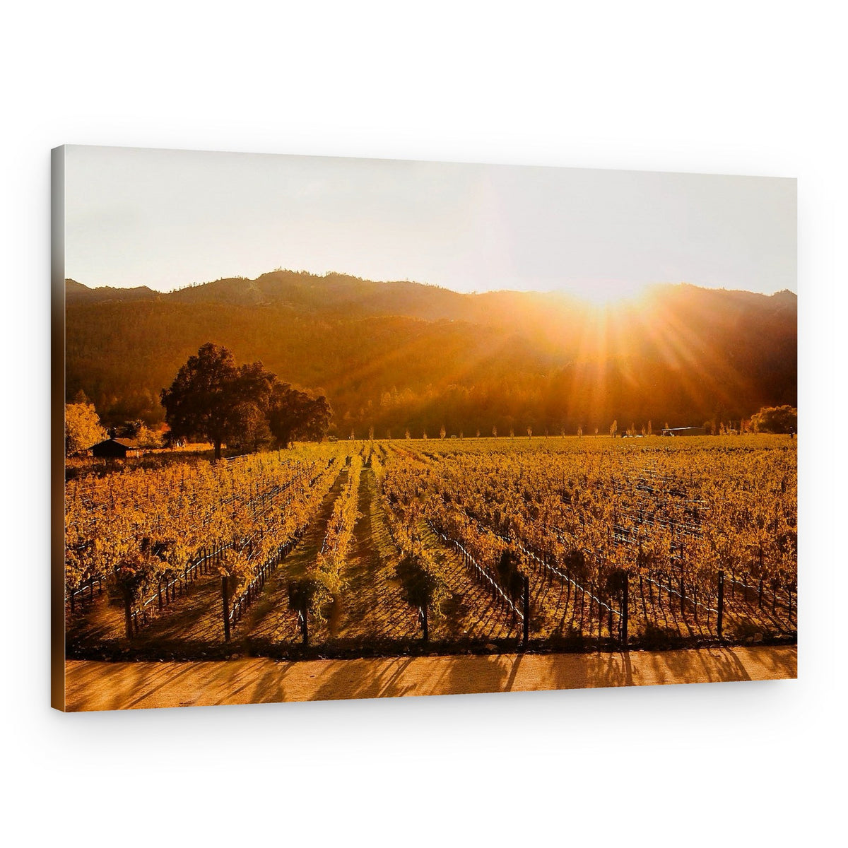 Golden Vineyard Sunset – Canvas Print