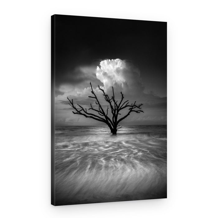 Bare Tree Storm Cloud – Canvas Print