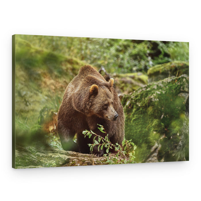 Majestic Brown Bear – Canvas Print