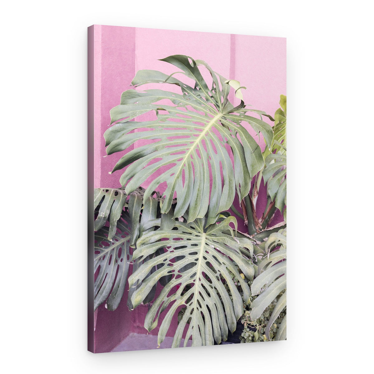 Monstera leaf La Muralla – Canvas Print