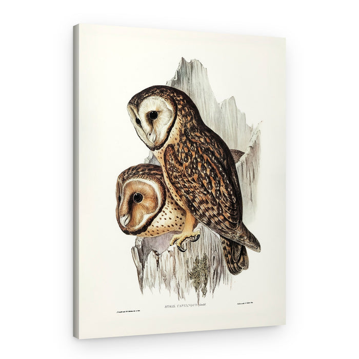 Chestnut Faced Owl – Canvas Print