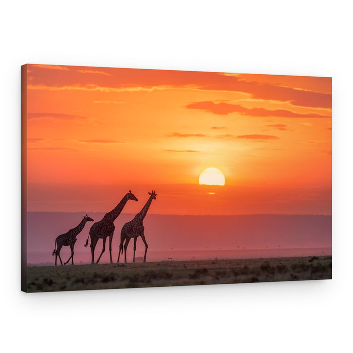 African Sunset Giraffes – Canvas Print