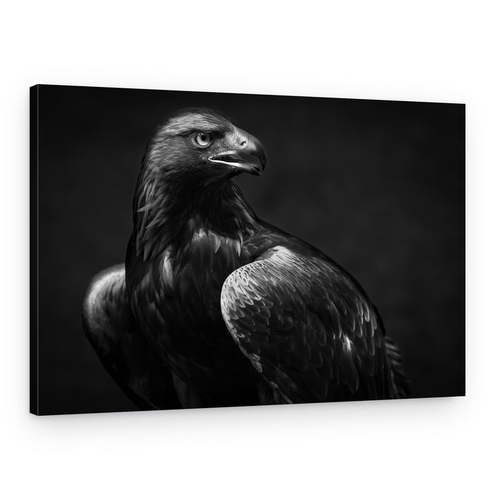 Golden Eagle Gaze – Canvas Print