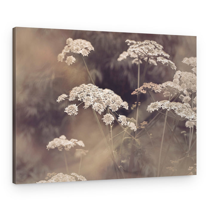 Wild Parsley – Canvas Print