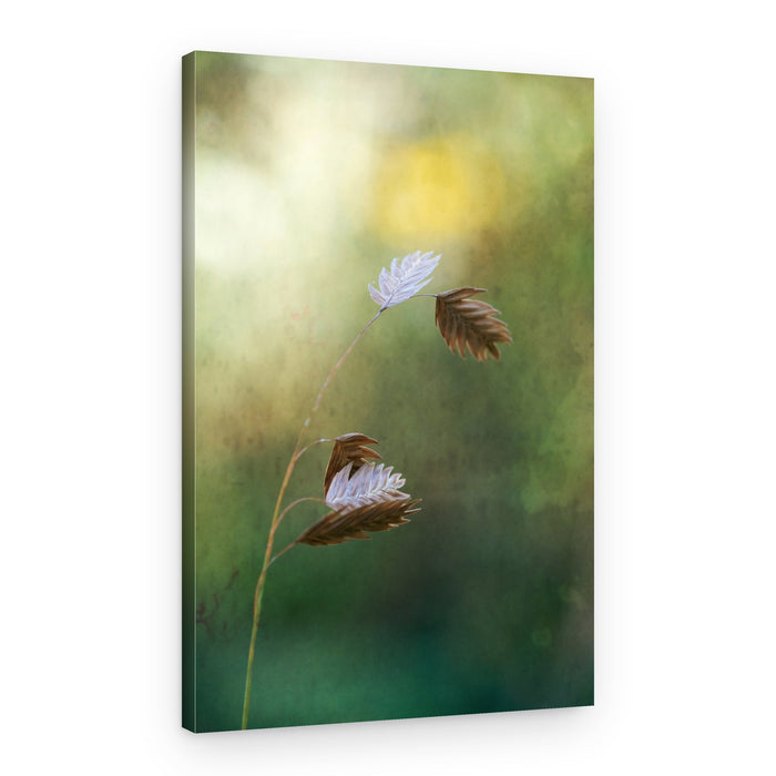 Gentle Autumn Light – Canvas Print