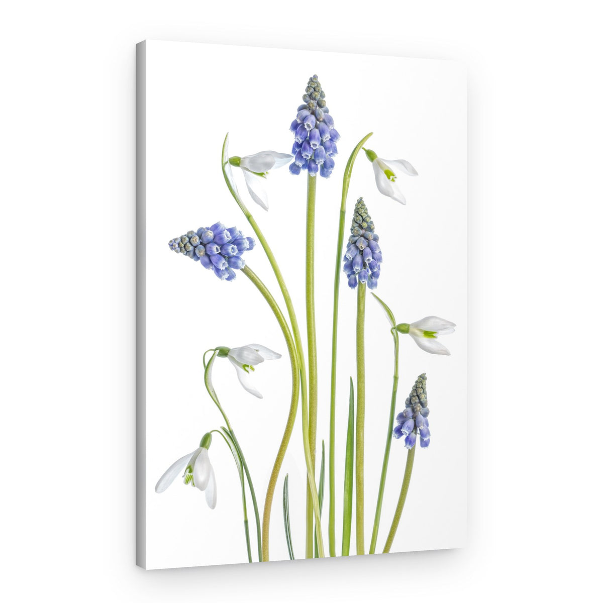 Muscari and Galanthus – Canvas Print