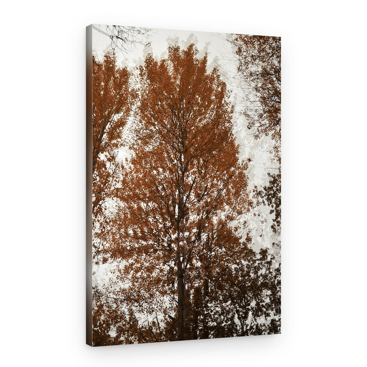 Autumn Tree Canopy – Canvas Print