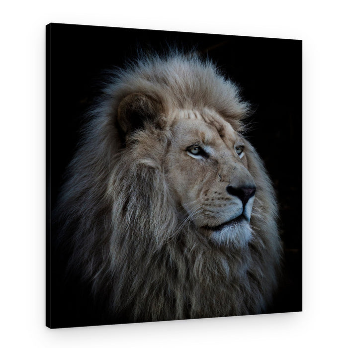 Majestic White Lion – Canvas Print