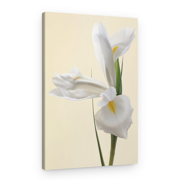 Elegant White Iris – Canvas Print