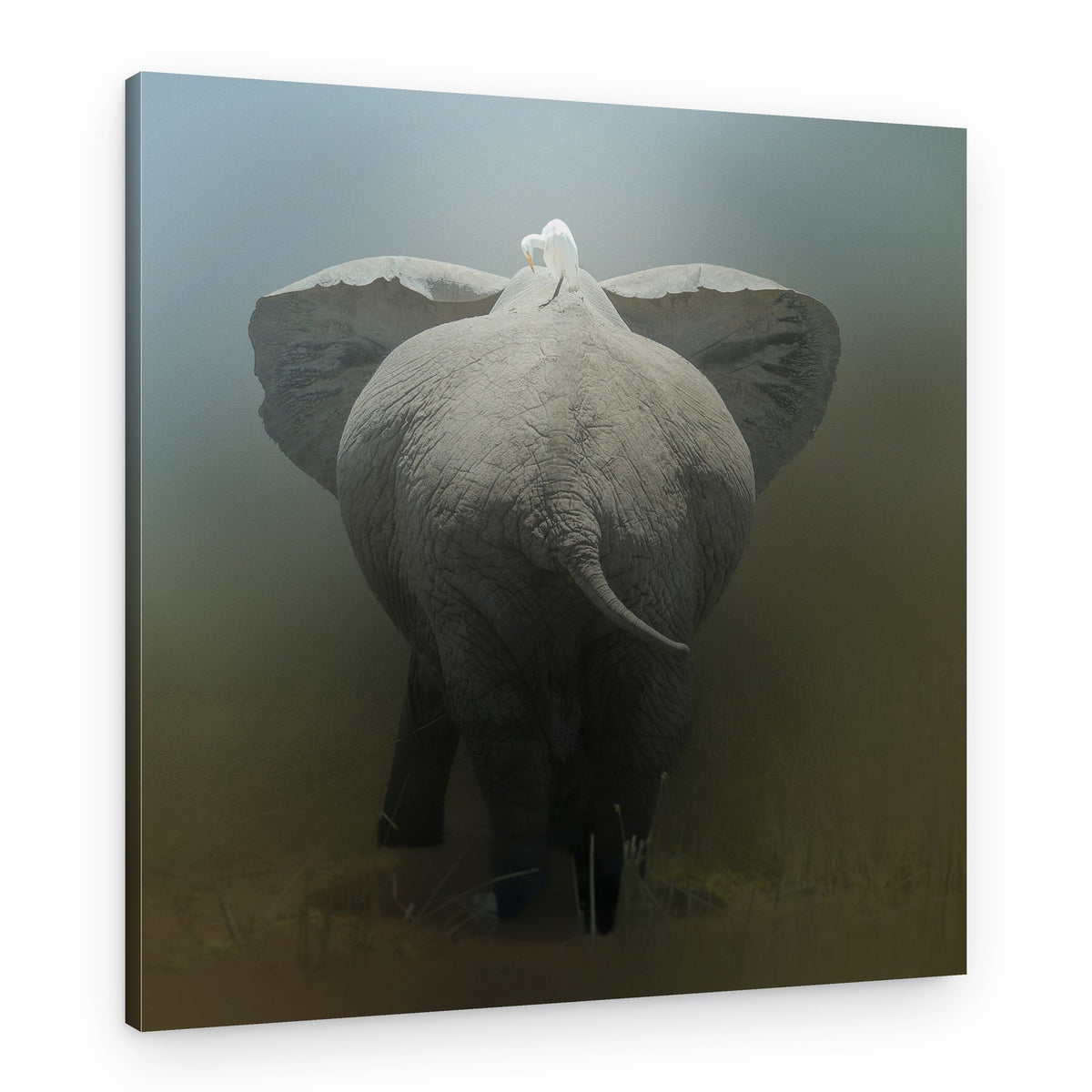 Elephant and Egret Pair – Canvas Print