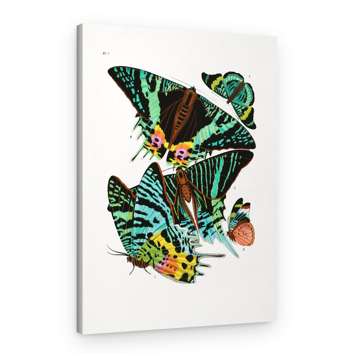 Butterflies 3 – Canvas Print
