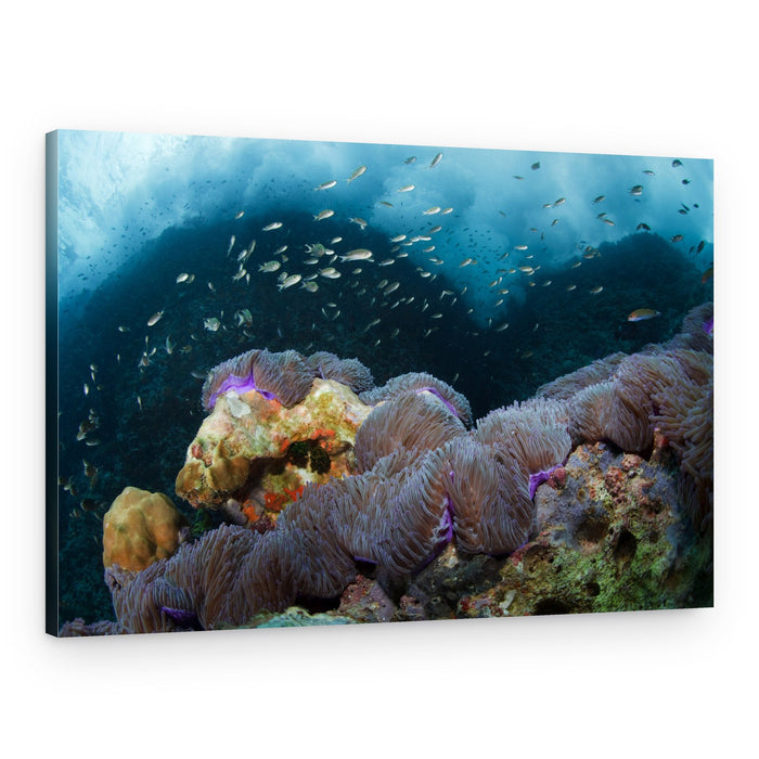 Vibrant Anemone Coral Reef – Canvas Print