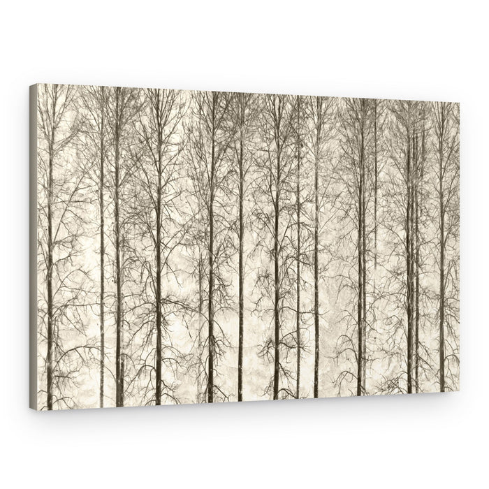 Monochrome Winter Trees – Canvas Print