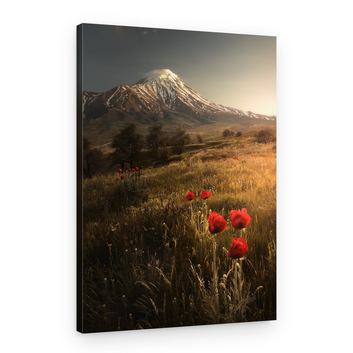 Majestic Mountain Poppies – Canvas Print