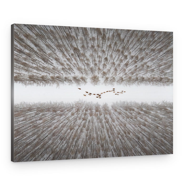 Winter Deer Path – Canvas Print