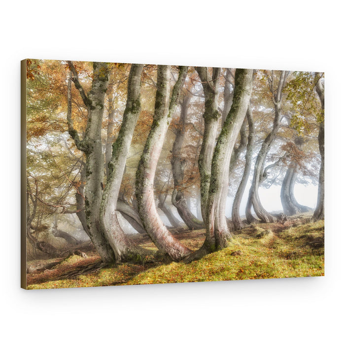 Curved Trees in Mist – Canvas Print
