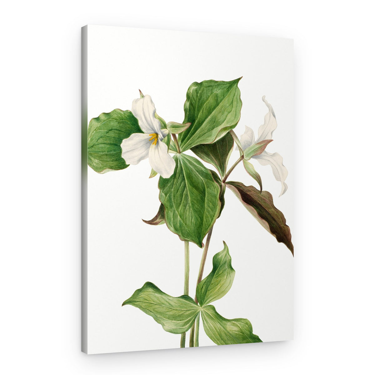 Large White Trillium – Canvas Print