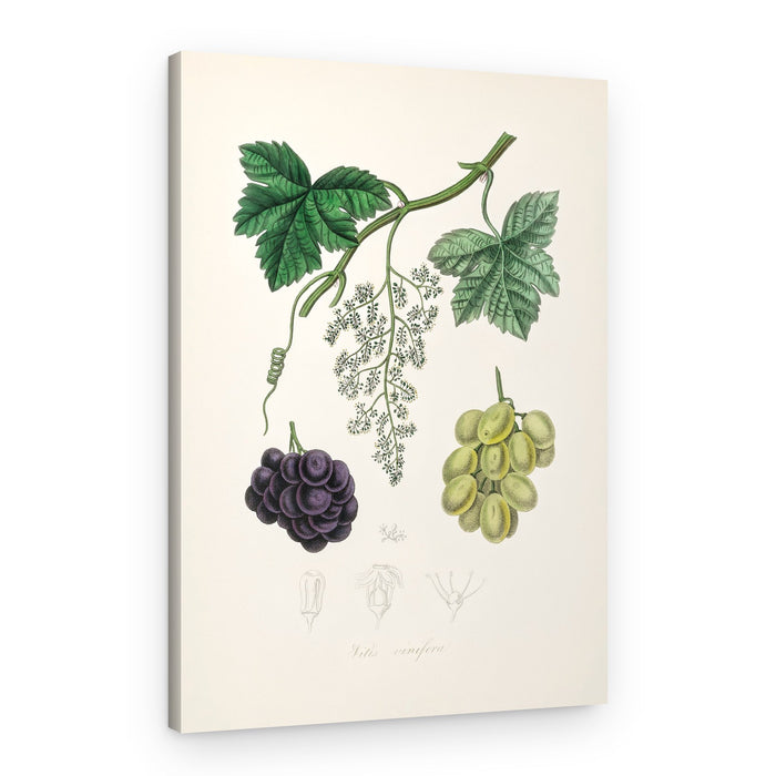 Common Grape Vine (vitis Vinifera) Medical Botany – Canvas Print