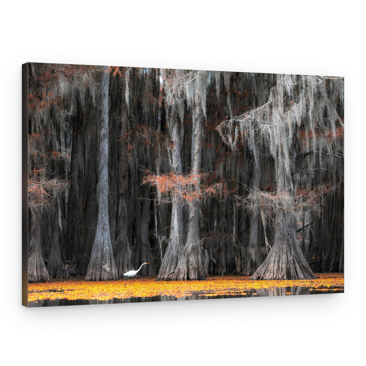 White Egret Cypress Swamp – Canvas Print