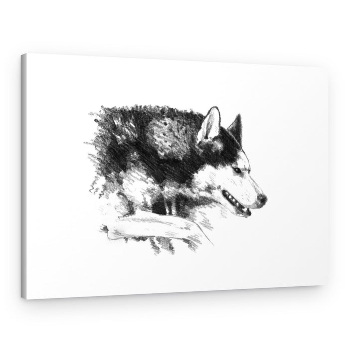 Intense Husky Portrait – Canvas Print