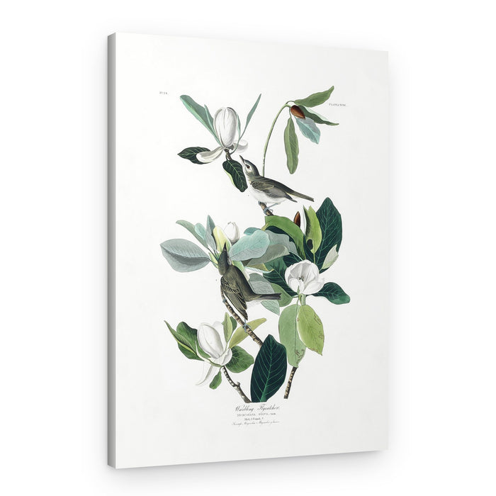 Warbling Flycatcher From Birds of America (1827) – Canvas Print