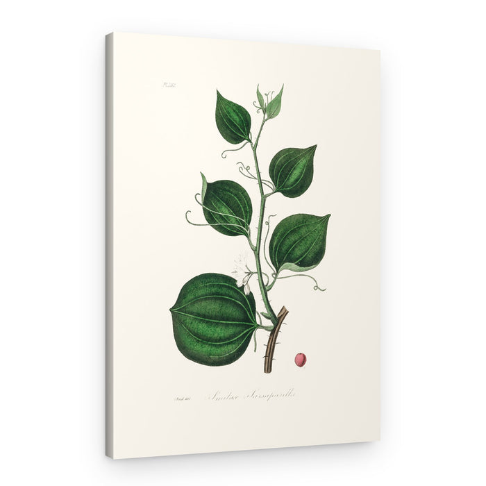 Lmilax Larsaparilla Medical Botany – Canvas Print