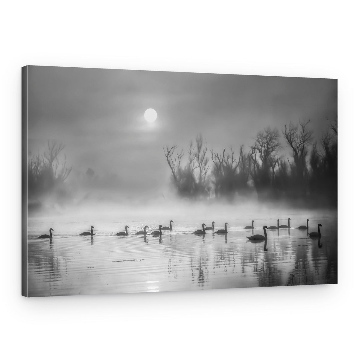 Swans in Morning Fog – Canvas Print