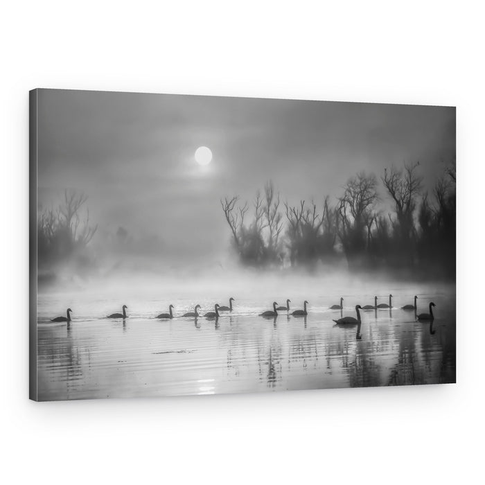 Swans in Morning Fog – Canvas Print