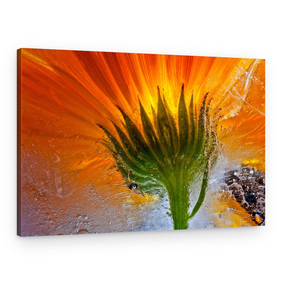 Vibrant Flower In Ice – Canvas Print