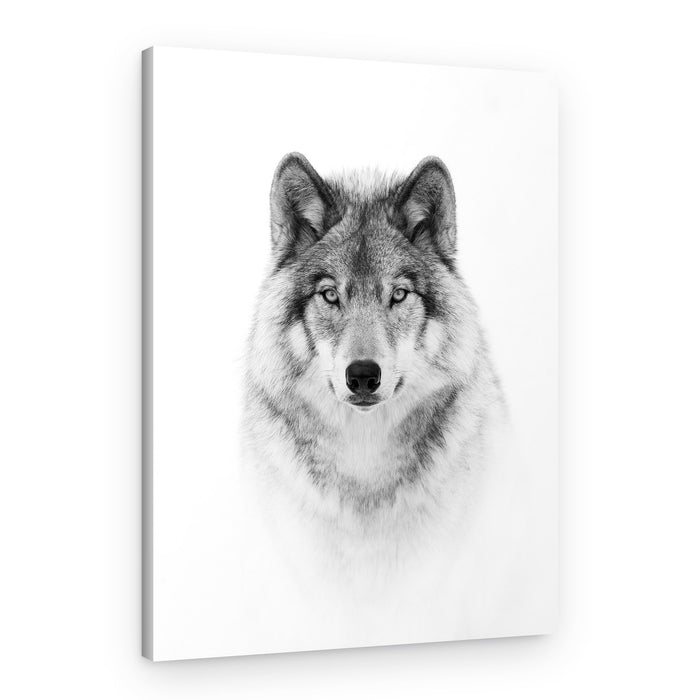 Majestic Wolf Gaze – Canvas Print