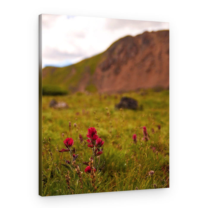 Red Mountain Wildflowers – Canvas Print