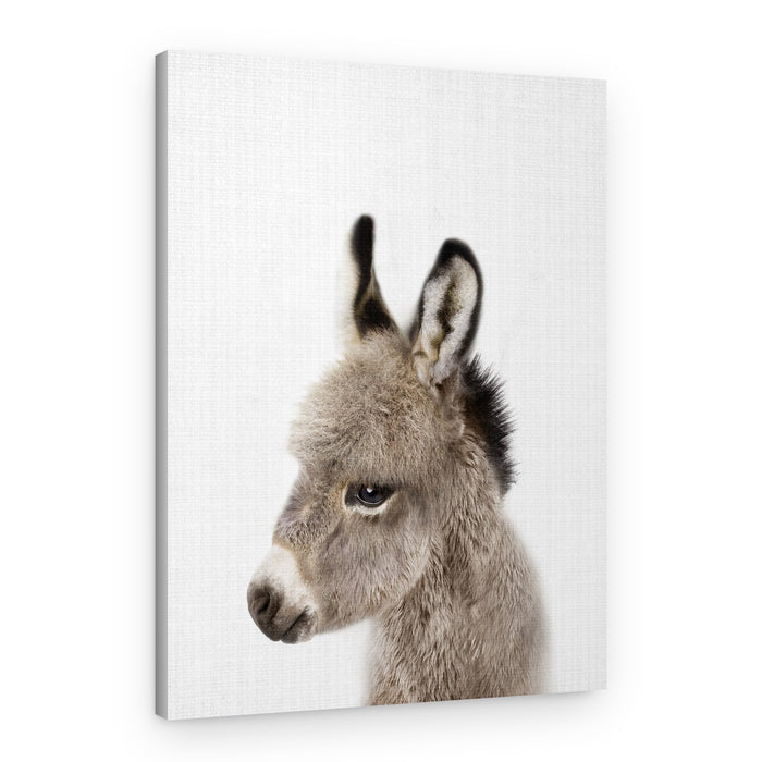 Adorable Donkey Foal – Canvas Print
