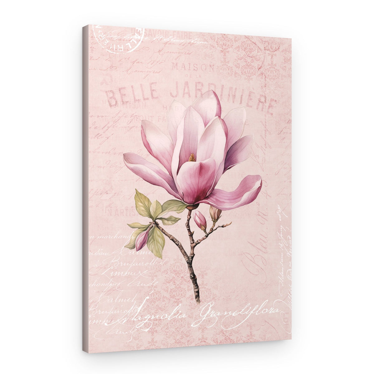 Pink Magnolia Bloom – Canvas Print